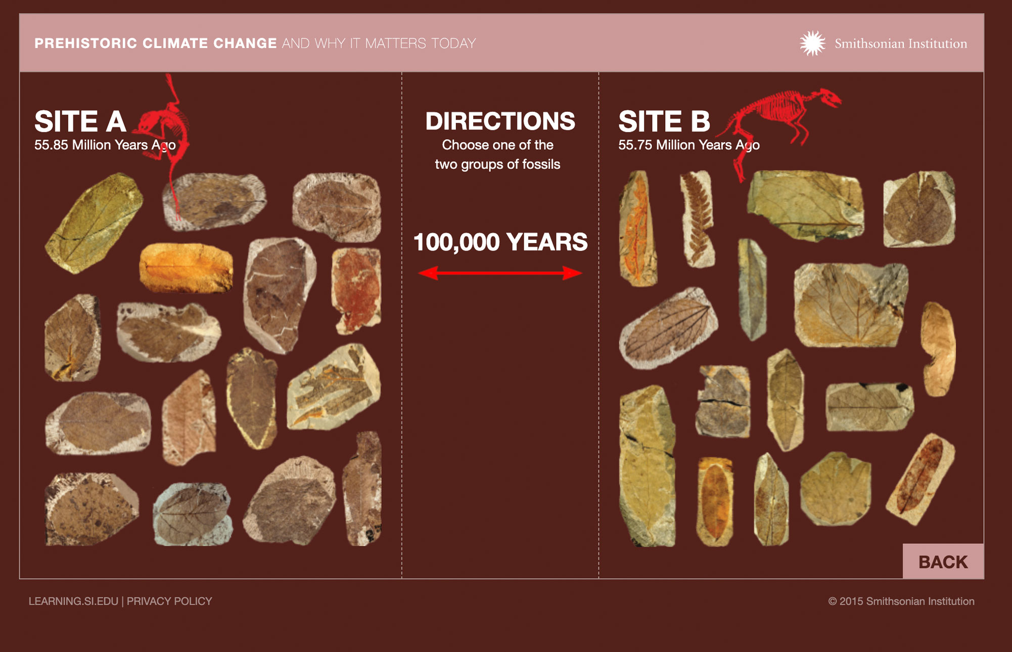 View of the interactive showing three columns. In the left and right column are photographs of fossil leaves and text directions are in the center.