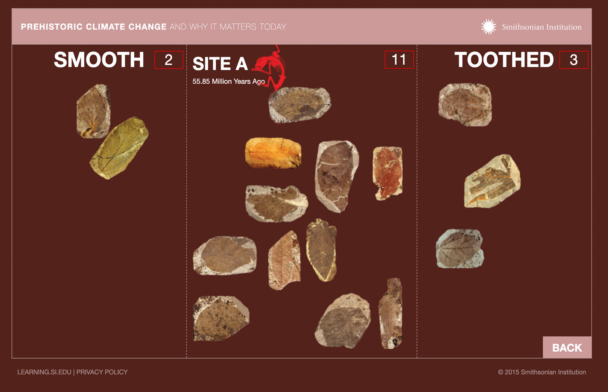 View of the interactive as before with many of the leaves now sorted into smooth or toothed edges.