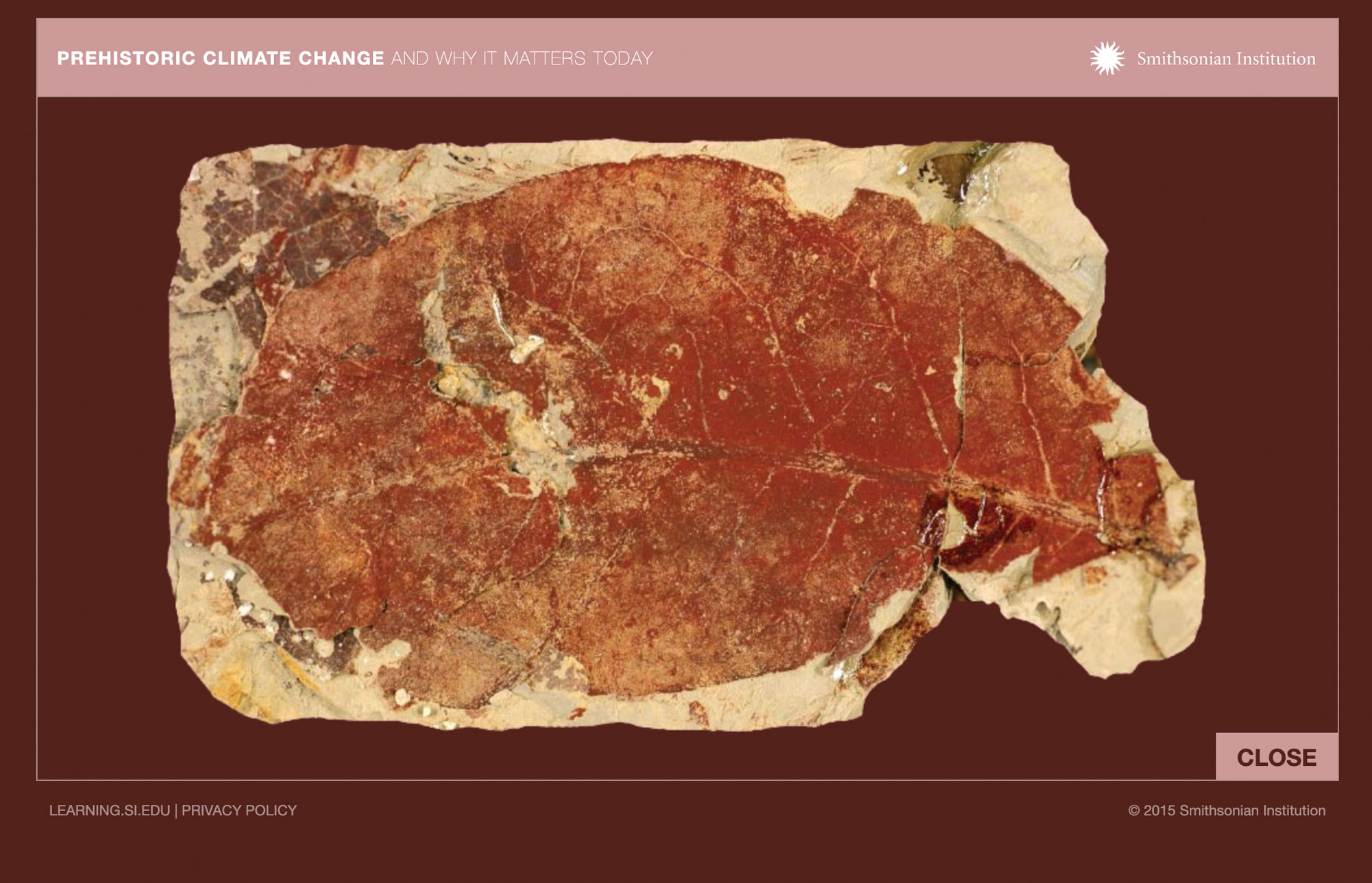 View of a blowup of one of the fossil leaves to demonstrate the smooth edges.