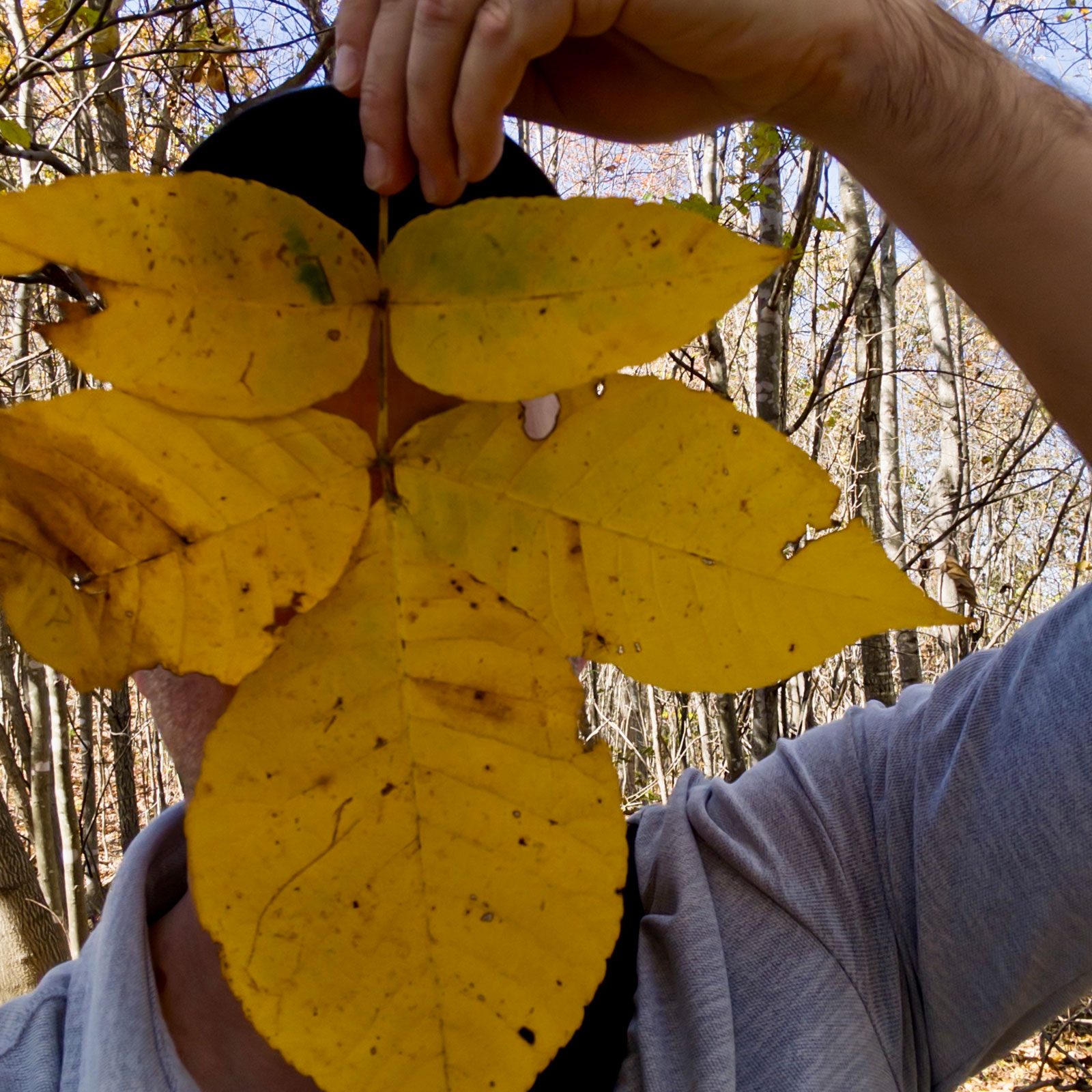 What returns - concealment 2